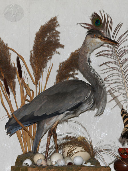 mount of the Blue Heron which was taken by my father and his Goshawk © Falk 2010