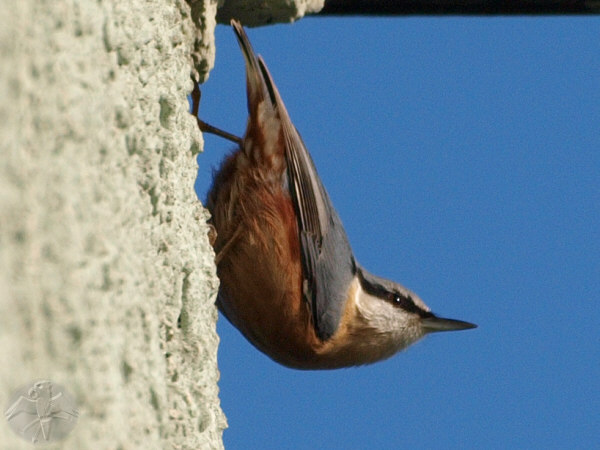 The Nuthatch high up on a wall; {11}. © Falk 2009