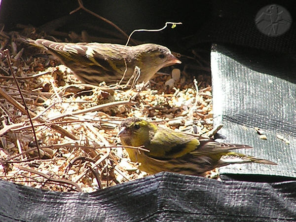 Siskins are a more rare sight in my place, especially when seen directly in front of the window as in this case. © Falk 2006